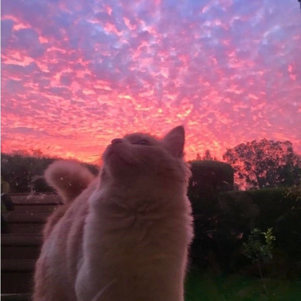 Meet your Posher, Nevaji